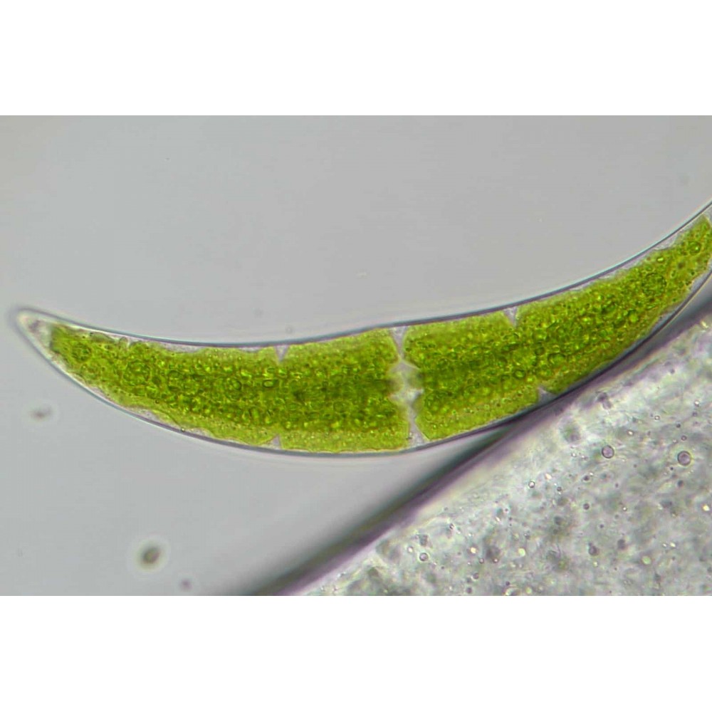 Микроскоп Bresser Trino Researcher 40x-1000x (5723100)