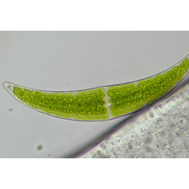 Микроскоп Bresser Trino Researcher 40x-1000x (5723100)