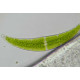 Микроскоп Bresser Trino Researcher 40x-1000x (5723100)