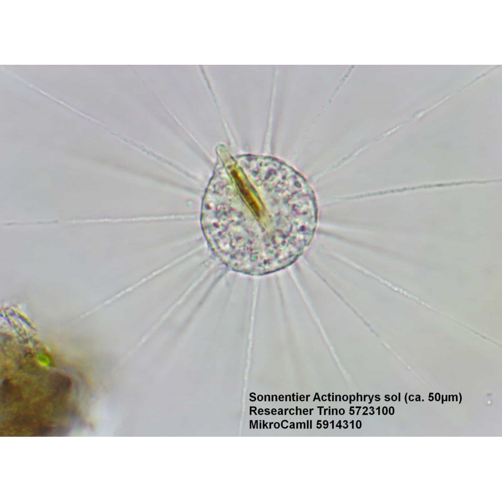 Микроскоп Bresser Trino Researcher 40x-1000x (5723100)