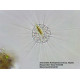Микроскоп Bresser Trino Researcher 40x-1000x (5723100)