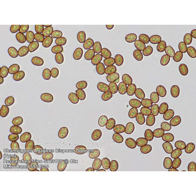 Микроскоп Bresser Trino Researcher 40x-1000x (5723100)