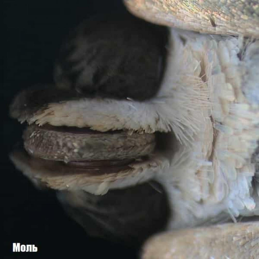 Микроскоп National Geographic Stereo 20x (9119000)